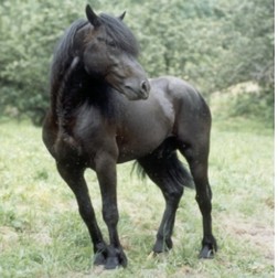 Dioniso II