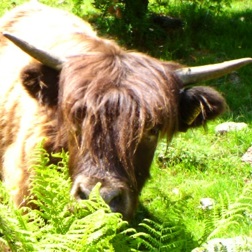 puledro